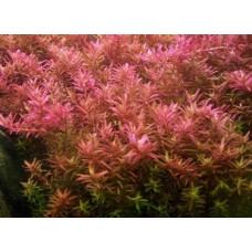 Rotala Rotundifolia - Hi Red